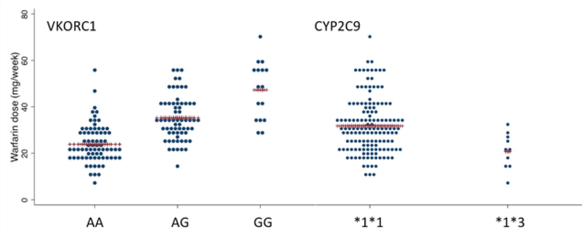Maintenance warfarin dose according to the VKORC1 and CYP2C9 genotypes