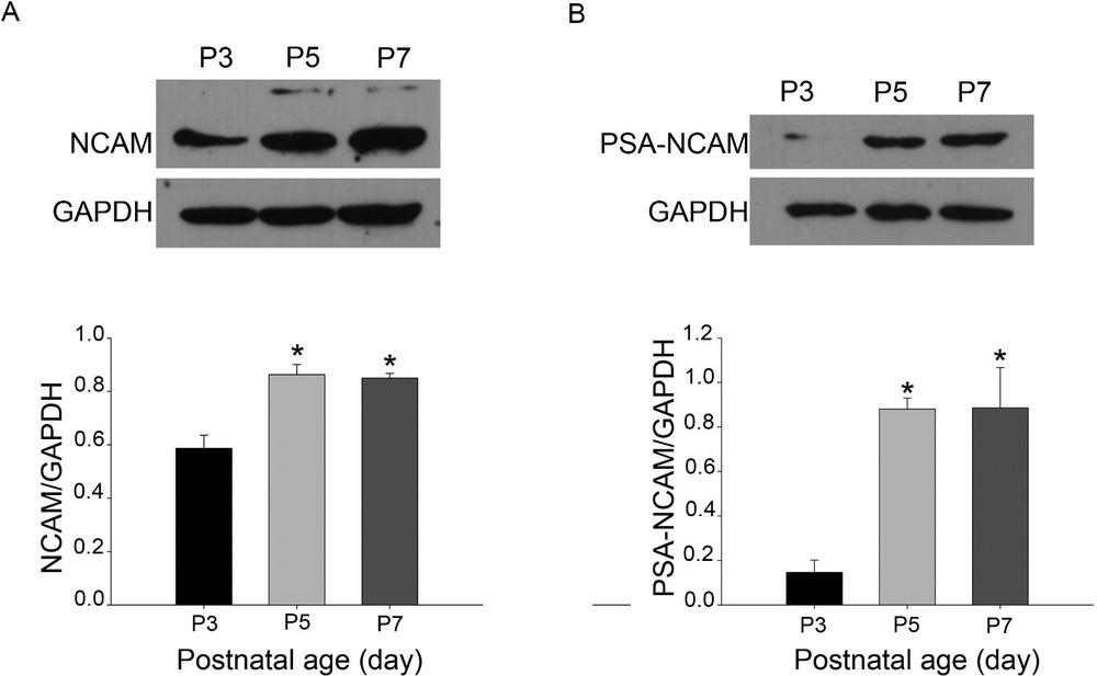 Western blot analysis of NCAM (A) and PSA–NCAM (B) immunoreactivity in brain tissue (homogenates) from individual P3, P5, and P7 postnatal mice (n = 3). Bars indicate mean values of NCAM and PSA–NCAM immunoreactivity levels normalized to that for GAPDH. Significant differences (*P < 0.05) were found for P5 and P7 when compared with P3. Error bars indicate SEM GAPDH, glyceraldehyde 3-phosphate dehydrogenase; NCAM, neural cell adhesion molecule; P3, P5, and P7, postnatal mice 3, 5, and 7 days after birth respectively; PSA, polysialic acid; SEM, standard error of the mean