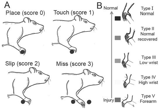 Forepaw placements were categorized as follows: correct placement, touch, slip, or miss (A). Five types of forepaw placement were recorded when the rats attempted to place the palm of their paw directly onto the rung (B)