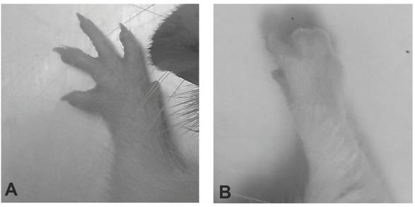 Normal forepaw on the contralateral side of the Sprague Dawley rats (A) and clubbed forepaw on the ipsilateral side (B) after right side hemicontusion of the spinal cord at the level of the C5 vertebra