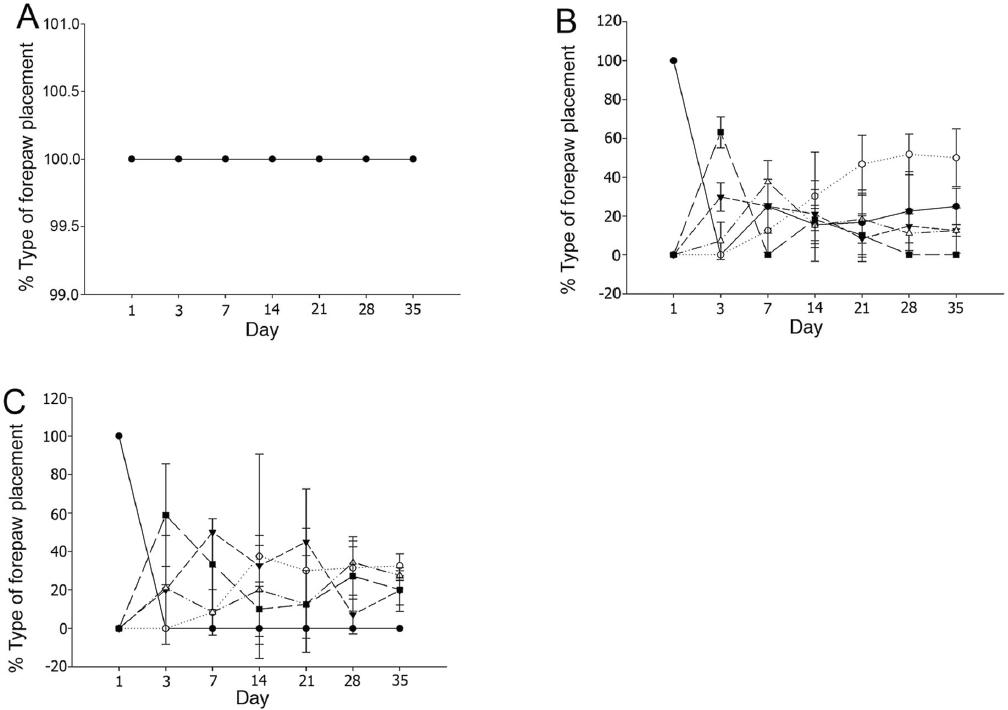 Distributions of types of forepaw placement expressed as percentage on each day. Rats in the sham injury group (laminectomy only) placed their paws 100% normally or Type I (solid circles, unbroken line) on all days of the experiment (A). Rats with mild spinal cord injury (MSCI) showed recovered placement or Type II (open circles, dotted line) by day 7 and more frequent recovered placement than rats with severe spinal cord injury (SSCI) (B). Rats with SSCI showed forearm placement or Type V (solid square, long dashed line) on day 3 and more frequently than in rats with MSCI (C). Type III (inverted solid triangle, short dashed line), Type IV (open triangle, dotted and dashed line). Error bars indicate standard error of the mean