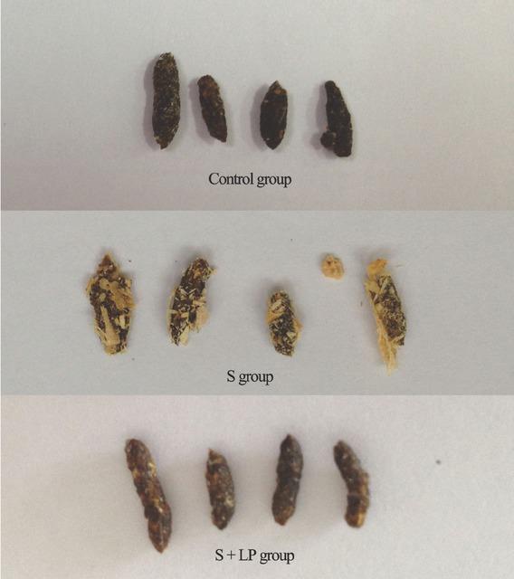 Fecal characteristics of mice in all groups (n = 24). Control group (n = 8): mice administered 0.85% saline; S group (n = 8): mice administered S. typhimurium 3 × 109 CFU/mL; S + LP group (n = 8): mice fed with L. plantarum B7 1 × 108CFU/mL and S. typhimurium 3 × 109 CFU/mL.