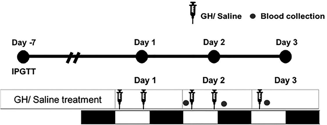 The experimental procedure is demonstrated. After the obesity induction period, IPGTT was performed before GH or saline treatment (at day -7). Then, the rats were injected with either GH or saline for 3 days and blood samples were collected for plasma hormones and FFA measurement. The white and black bars indicate light and dark phases, respectively (12h/12h light/dark cycle).FFA, free fatty acid; GH, growth hormone; IPGTT, intraperitoneal glucose tolerance test