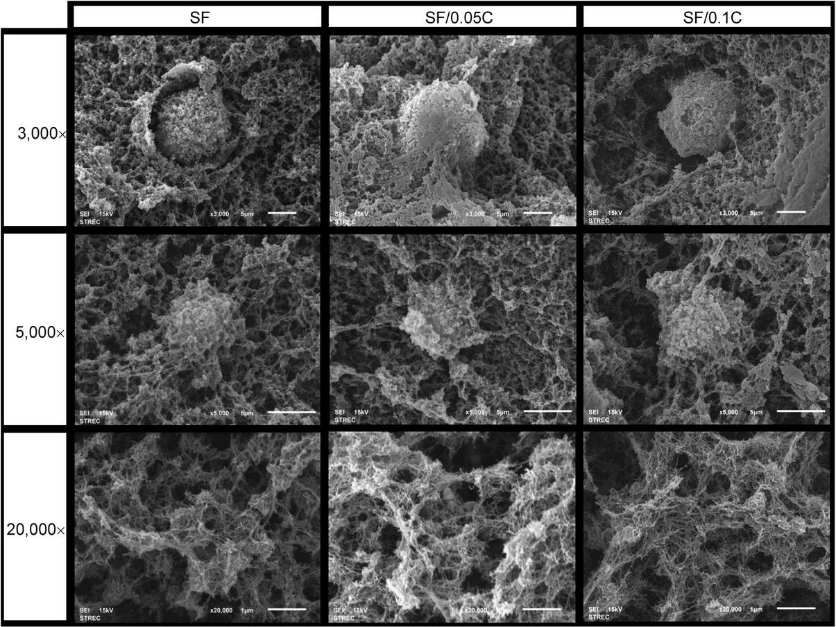 SEM images of rat MSCs cultured in hydrogels under different magnifications. SF (hydrogel made of 4% silk fibroin (SF) solution only, SF/0.05C (hydrogel made of 4% SF solution + 0.05% collagen solution), and SF/0.1C (hydrogel made of 4% SF solution + 0.1% collagen solution).