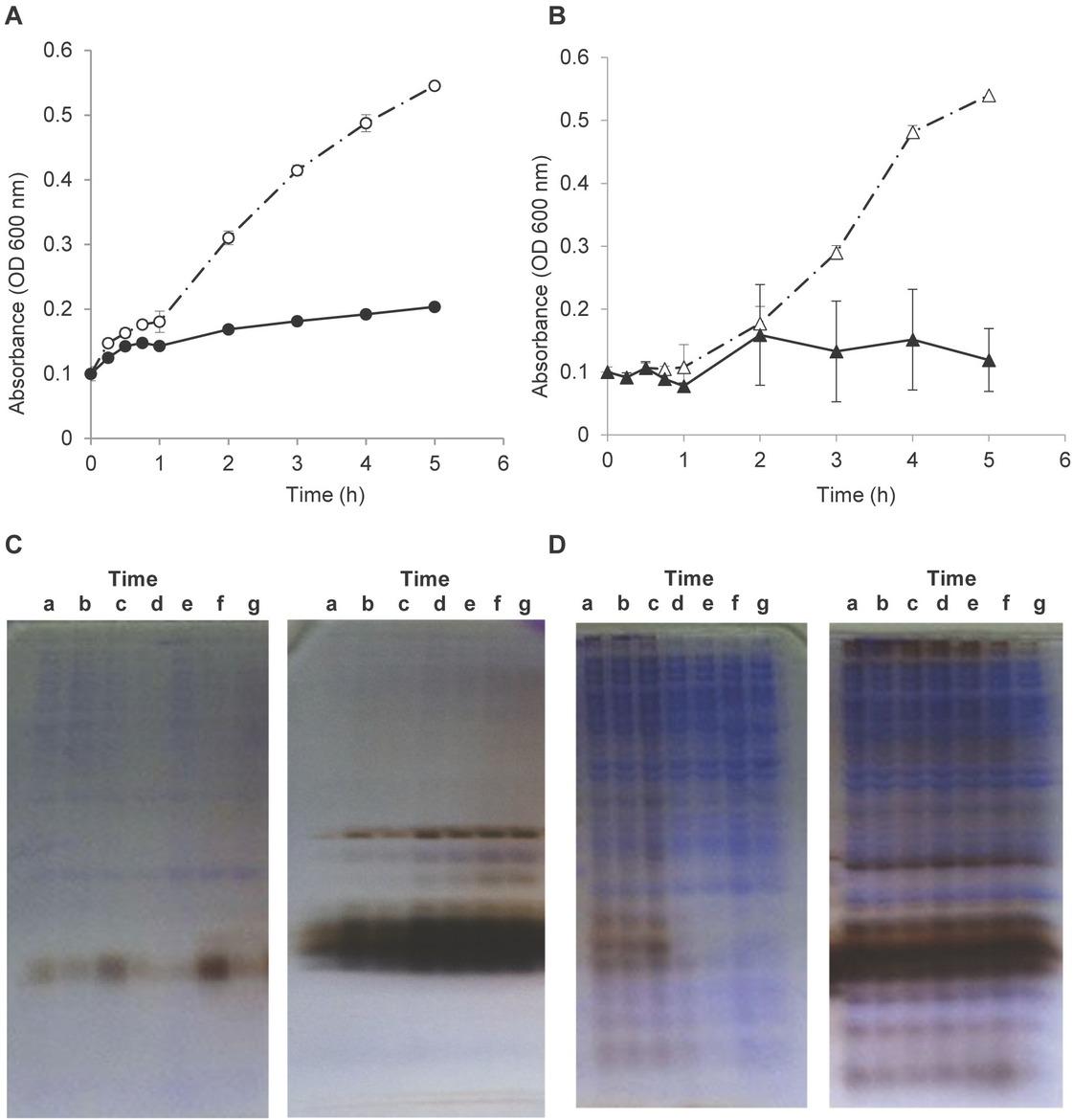 (A) Growth curves of Staphylococcus aureus ATCC 25923 cells and (B) those of Escherichia coli ATCC 25922 cells after exposed (solid line) and unexposed (dashed line) to nanosilver. Error bars indicate standard deviations of the means of n = 4. (C) Patterns of total protein extracted from S. aureus ATCC 25923 and (D) those of E. coli ATCC 25922 after (left) unexposed and (right) exposed to nanosilver at different incubation times (a: 0 min, b: 15 min, c: 30 min, d: 45 min, e: 60 min, f: 120 min, and g: 180 min).