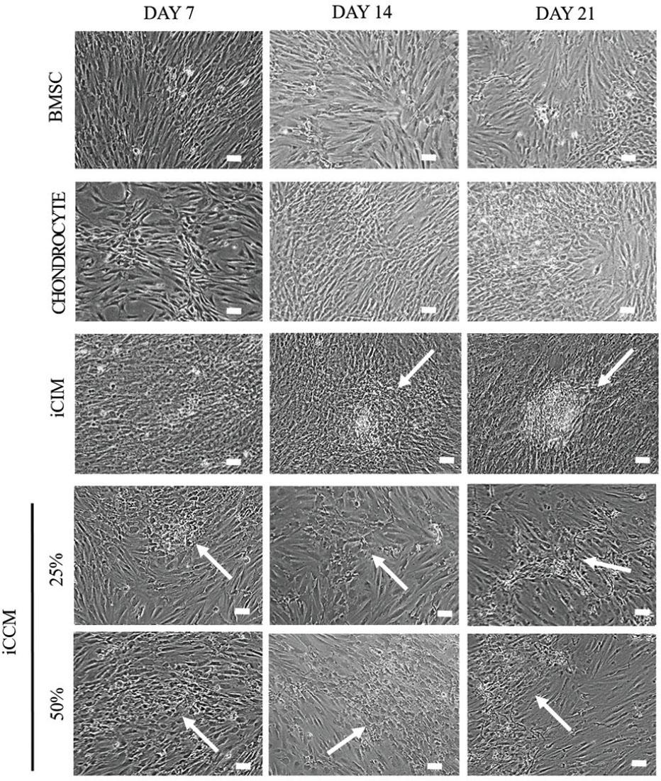 Morphology of BMSCs, chondrocyte and iCIM and iCCM. Arrows show the formation of aggregates. Bars represent 100 μm.