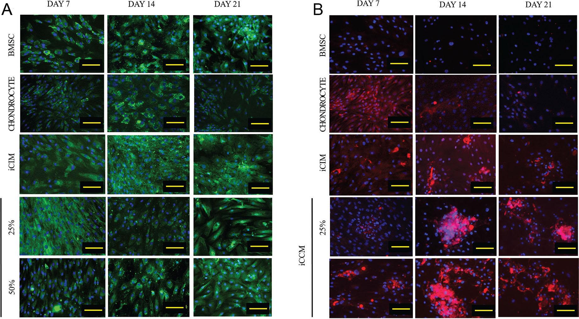 Immunofluorescence images of BMSCs, Chondrocytes, and iCIM and iCCM on days 7, 14, and 21. Cells were stained for (A) collagen 1 (green) and (B) collagen 2 (red). Nuclei were stained with DAPI (blue). Yellow bar represents 100 μm.