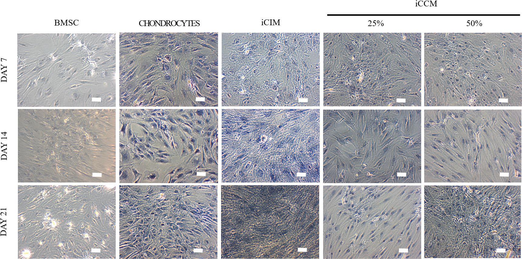 Toluidine blue staining of BMSCs, Chondrocytes, iCIM and tested groups of iCCM at days 7, 14 and 21. Bars represent 100 μm.