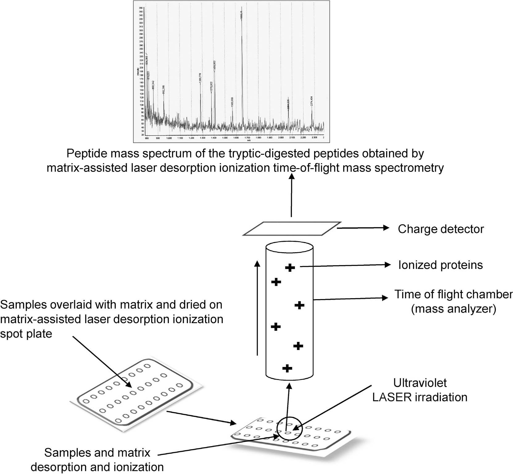 Diagrammatic representation of matrix-assisted laser desorption–ionization time-of-flight mass spectrometry work flow for microbial identification.