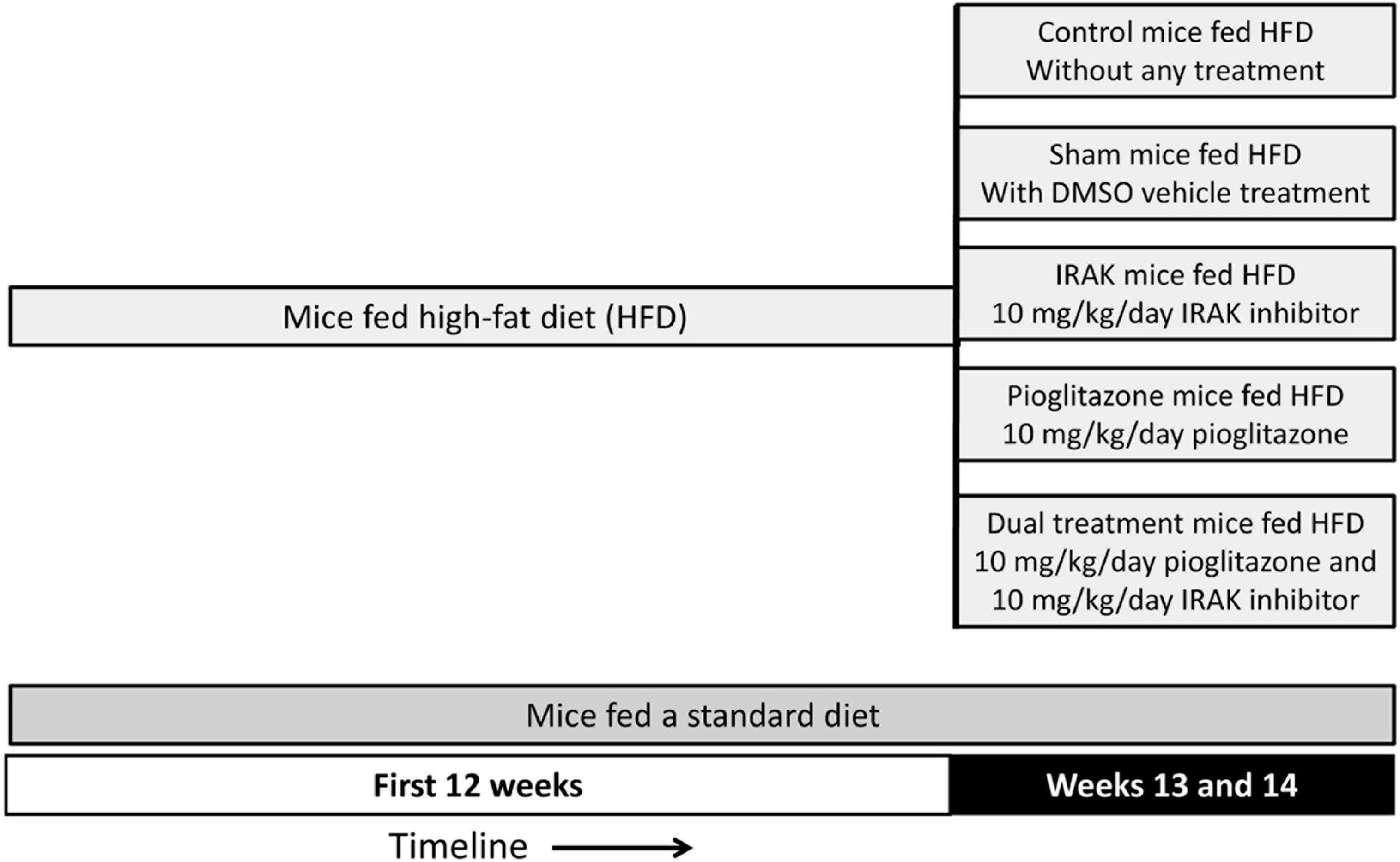 Timeline of treatment of the mice. Mice were treated with their respective diets for 14 weeks. They were treated with the interventional drugs or controls for the final 2 weeks ahead of final measurements.
