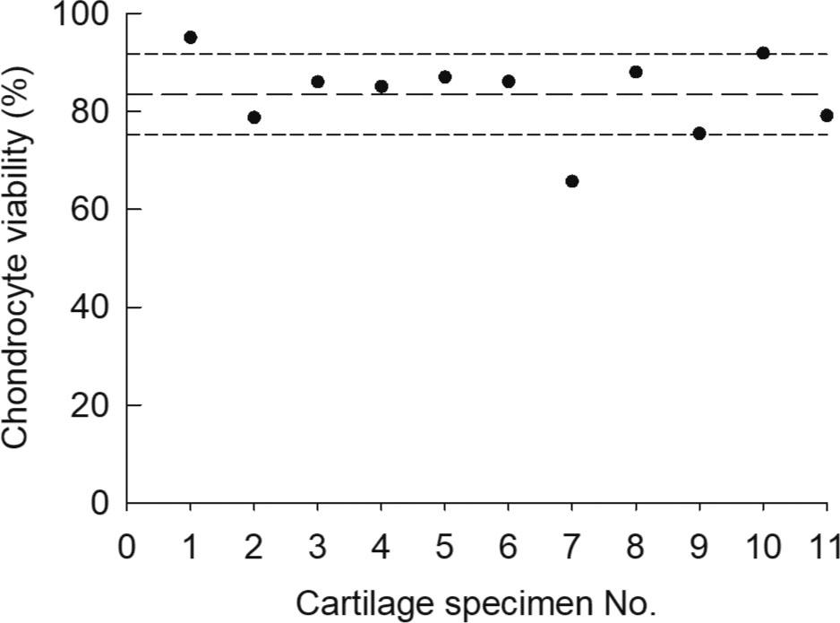 Viability of chondrocytes isolated from 11 cartilage specimens using pronase E and collagenase IA. Cartilage specimens obtained from 11 patients were first incubated with 0.4% pronase E and then with 0.02% collagenase IA. The viability of chondrocytes isolated from each patient is plotted. The long dashed line indicates the mean level of chondrocyte viability (84%) computed from 11 specimens. The short dashed lines indicate one standard deviation from the mean (8%).