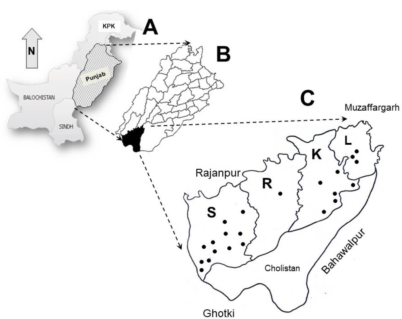 Map of Pakistan (A) with zoom-in view of Punjab province (B) highlighting RYK District in the far South (C) with 4 tehsils (S: Sadiq Abad; R: Rahim Yar Khan; K: Khanpur; L: Liaquatpur). Sampling sites (n = 22) are shown as black dots. Adapted from public domain source found at: http://www.freeworldmaps.net/asia/pakistan. RYK, Rahim Yar Khan; KPK, Khyber Pakhtunkhwa.