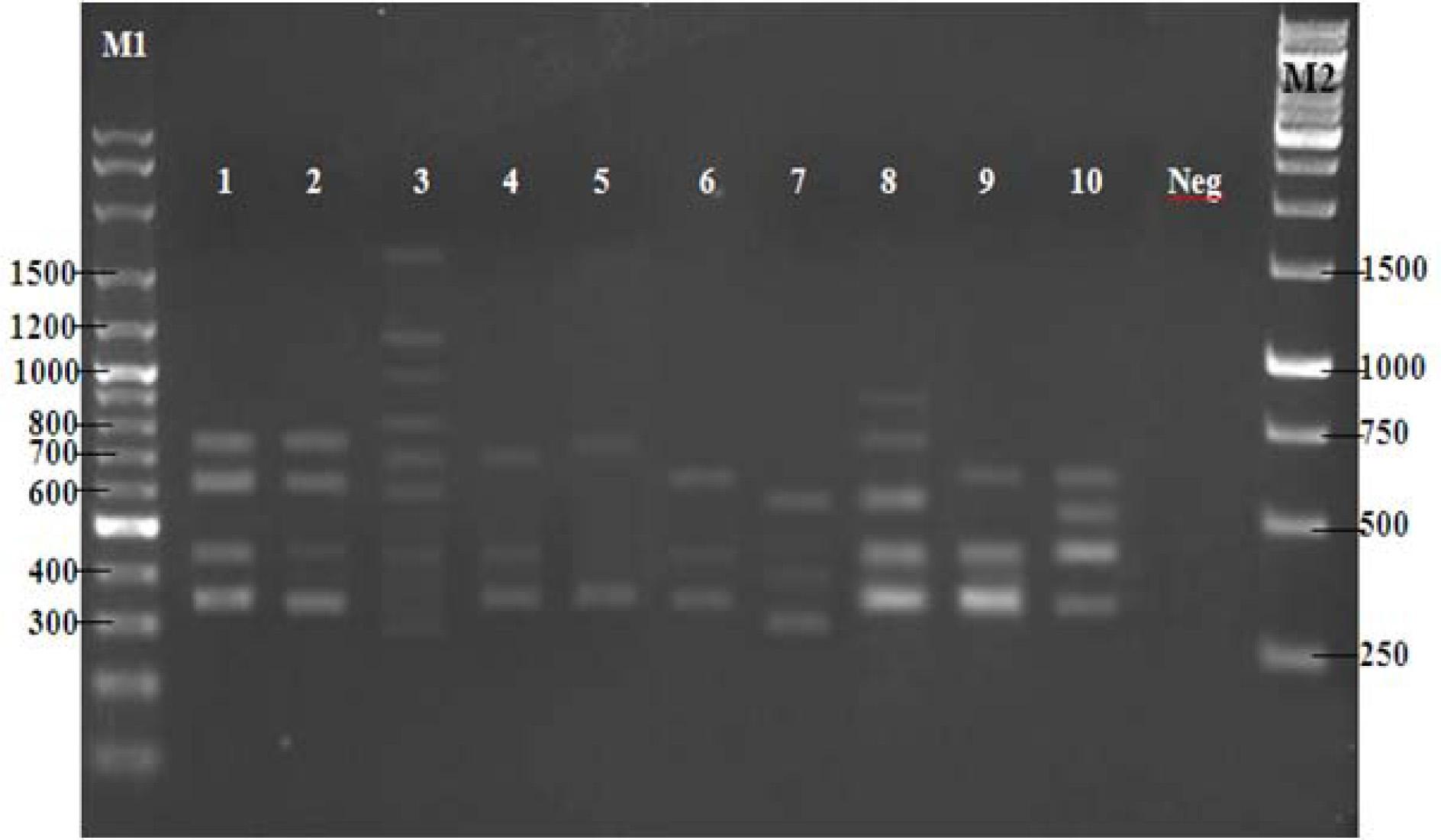 PCR products of dermatophyte species with random primer OPAA11Lanes: M1, 100 bp ladder; 1, Epidermophyton floccosum; 2, Microsporum canis; 3, M. gypseum; 4, M. ferrugineum; 5, Trichophyton mentagrophytes; 6, T. rubrum; 7, T. verrucosum; 8, T. tonsurans; 9, T. violaceum; 10, T . schoenleinii; Neg, no template DNA; M2, 1 kb ladder