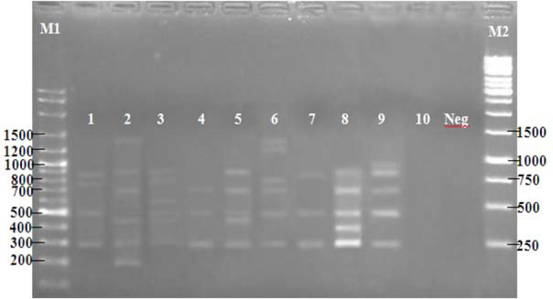 PCR products of dermatophyte species with random primer OPAA17. Lanes: M1, 100 bp ladder; 1, Epidermophyton floccosum; 2, Microsporum canis; 3, M. gypseum; 4, M. ferrugineum; 5, Trichophyton mentagrophytes; 6, T. rubrum; 7, T. verrucosum; 8, T. tonsurans; 9, T. violaceum; 10, T. schoenleinii; Neg, no template DNA; M2, 1 kb Ladder
