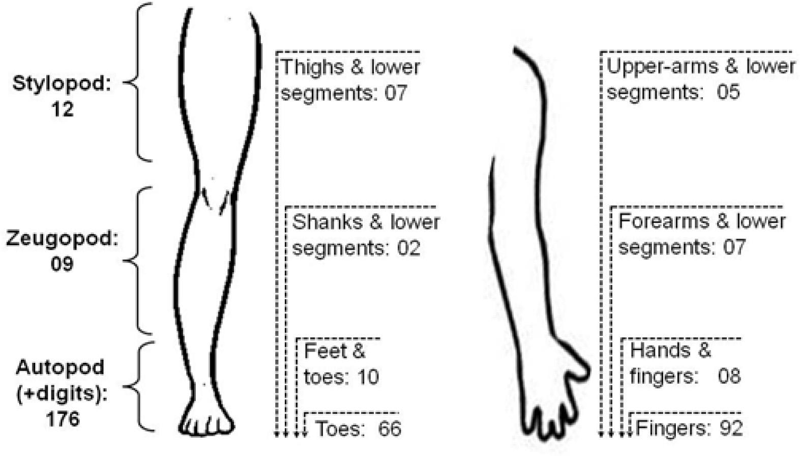 Involvement of different segments of limbs (stylopod, zeugopod, autopod, and digits). Composite numbers are presented for the total, upper, and lower limbs