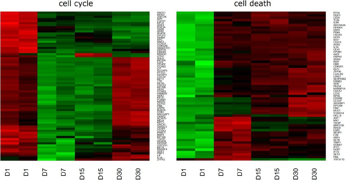 Heat map representation of differentially expressed genes belonging to the to “cell cycle” and “cell death” GO BP terms. Arbitrary signal intensity acquired from microarray analysis is represented by colors (green, higher; red, lower expression). Log2 signal intensity values for any single gene were resized to Row Z-Score scale (from -2, the lowest expression to +2, the highest expression for single gene)