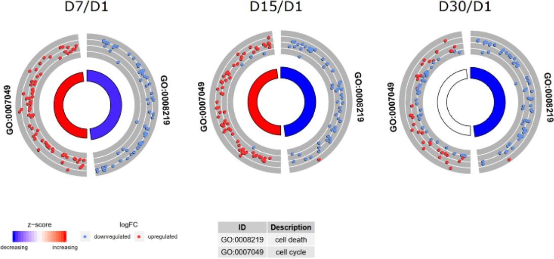 The circle plot showing the differently expressed genes and z-score of “cell cycle” and “cell death” GO BP terms. The outer circle shows a scatter plot for each term of the fold change of the assigned genes. Red circles display upregulation and blue ones downregulation. The inner circle shows the z-score of each GO BP term. The width of the each bar corresponds to the number of genes within GO BP term and the color corresponds to the z-score