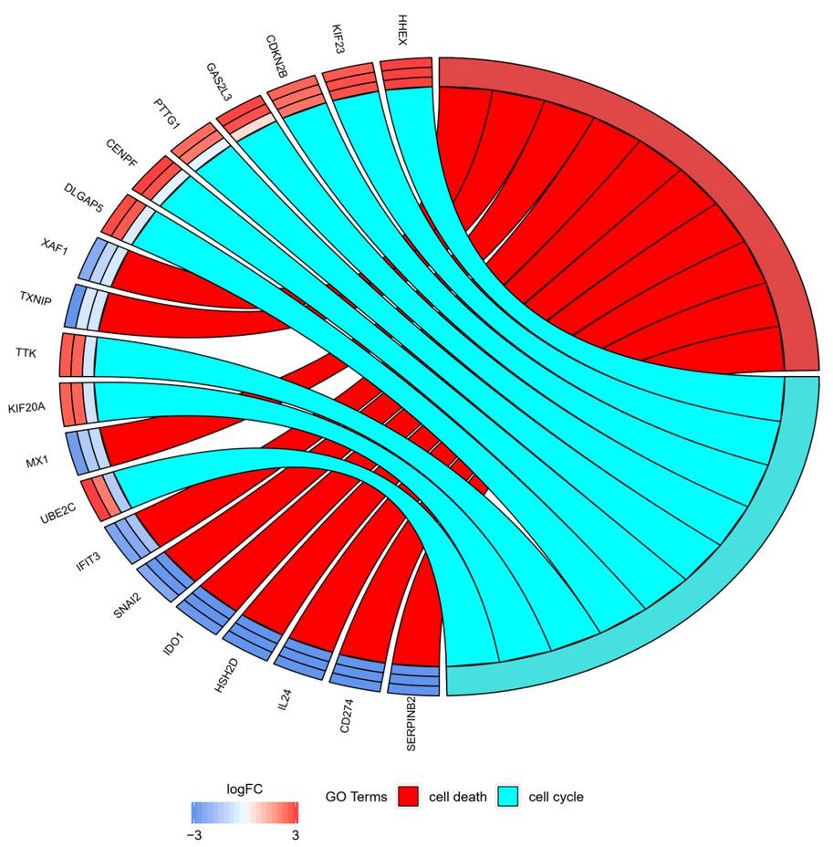 The representation of the mutual relationship 10 most upregulated and 10 most downregulated genes that belongs to the to “cell cycle” and “cell death” GO BP terms. The ribbons indicate which gene belongs to which categories. The middle circle represents logarithm from fold change (LogFC) between D7/D1, D15/D1 and D30/D1 respectively. The genes were sorted by logFC from most to least changed gene