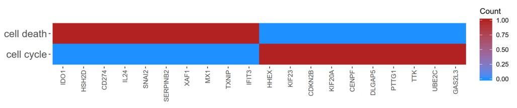 Heatmap showing the gene occurrence between 10 most upregulated and 10 most downregulated genes that belongs “cell cycle” and “cell death” GO BP terms. The red color is associated with gene occurrence in the GO Term. The intensity of the color is corresponding to amount of GO BP terms that each gene belongs to