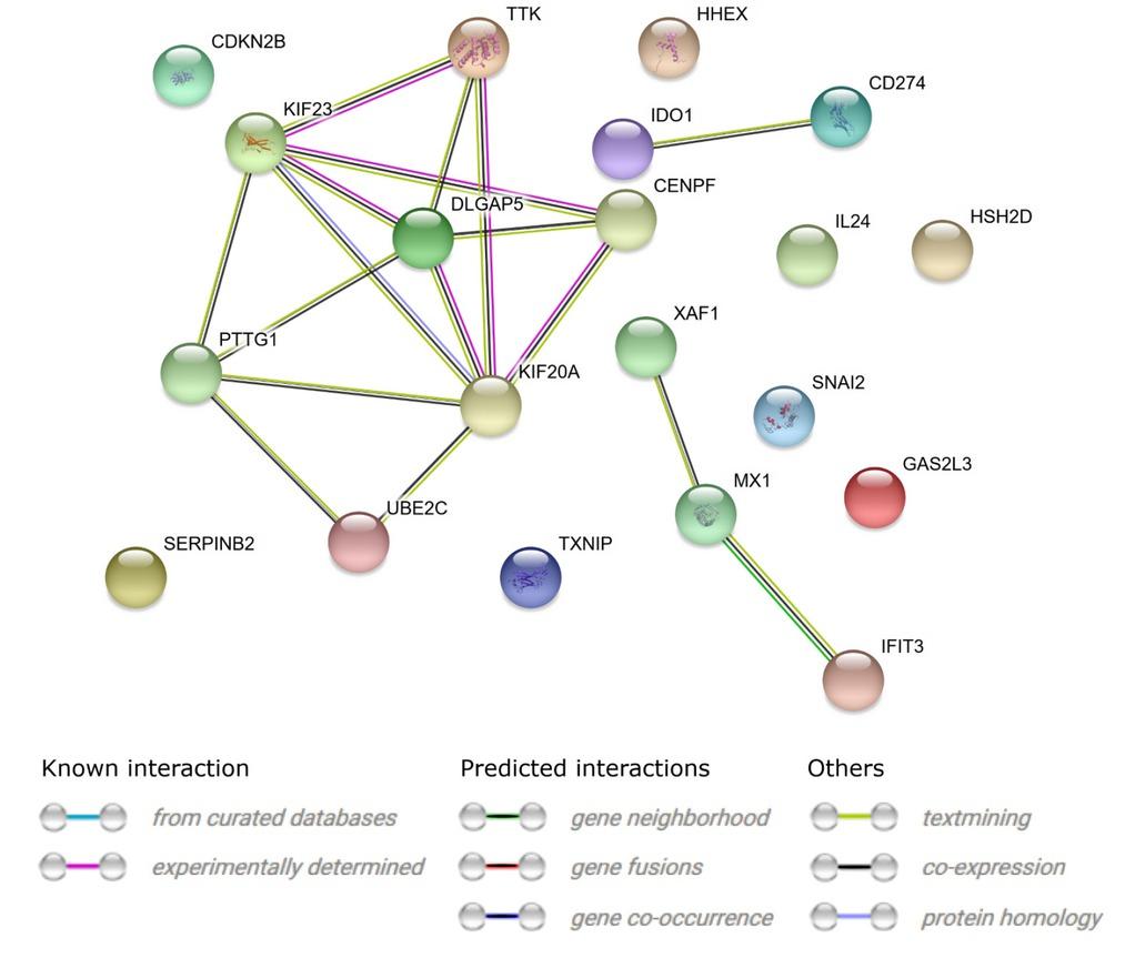 STRING-generated interaction occurrence between 10 most upregulated and 10 most dowregulated genes that belongs to “cell cycle” and “cell death” GO BP terms. The intensity of the edges reflects the strength of interaction score