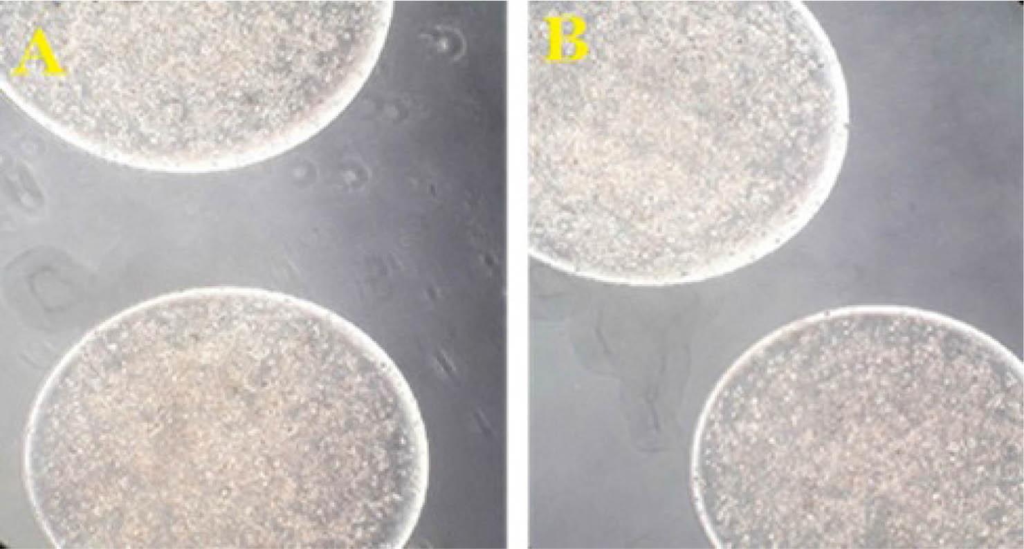 Morphology of the cells within the alginate beads. A. Alginate/Cacl2 B. Alginate/Bacl2. Magnification: 250 X