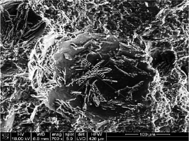 SEM research results of SCC with PCP1 and without AFA (series P1)