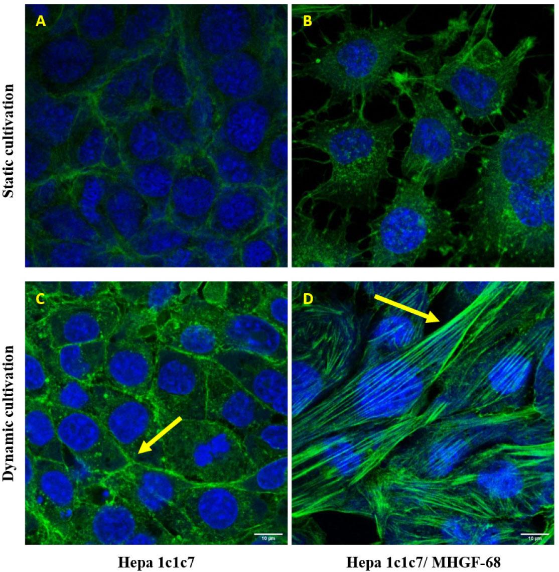 Distribution of actin filaments in Hepa1c1c7 cells incubated 72 h with MHGF-68 after static and dynamic cultivation.Hepa1c1c7 cells were incubated with MHGF-68. After 72 h, the cells were fixed and labeled with Alexa Fluor 555 phalloidin. Nuclei were stained with DAPI. The intracelular distribution of actin filamets (green) and nuclei (blue) were imaged by confocal laser scanning fluorescence microscopy (Leica TCS SP8 AOBS) with HC PL APO CS2 63×/1.40 OIL lens.A Hepa1c1c7 untreated, static cultivation B Hepa1c1c7 + MHGF-68, static cultivation C Hepa1c1c7 untreated, dynamic cultivation D Hepa1c1c7 + MHGF-68, dynamic cultivation