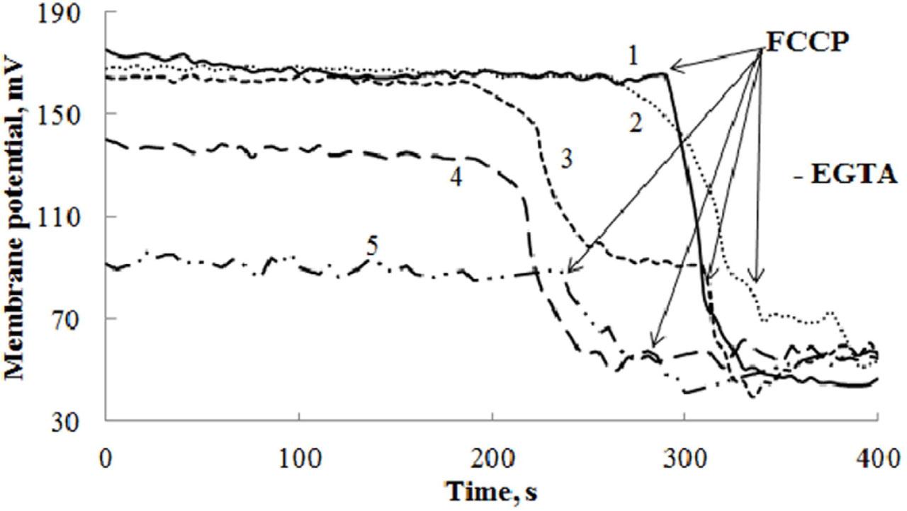 Representative traces of time-dependences of mitochondrial membrane potential dissipation. Control (1); 1.66 μg/ml anthocyanins (2); 3.34 μg/ml anthocyanins (3); 6.67 μg/ml anthocyanins (4); 13.6 μg/ml anthocyanins (5). The mitochondrial membrane potential was detected using the fluorescent dye safranin O (8 μM) at λex/λem 495/586 nm at 25 °C and 5 mM succinate as energising substrate. Mitochondria (0.3 mg of protein/ml) were added at constant gentle stirring to ethylene glycol tetraacetic acid (EGTA)-free medium: 0.05 M sucrose, 0.01 M Tris-HCl, 0.125 M КCl, 2.5 мM KH2PO4, 0.5 мM MgSO4, pH 7.4, 25° C, with or without red cabbage extract (RCE).