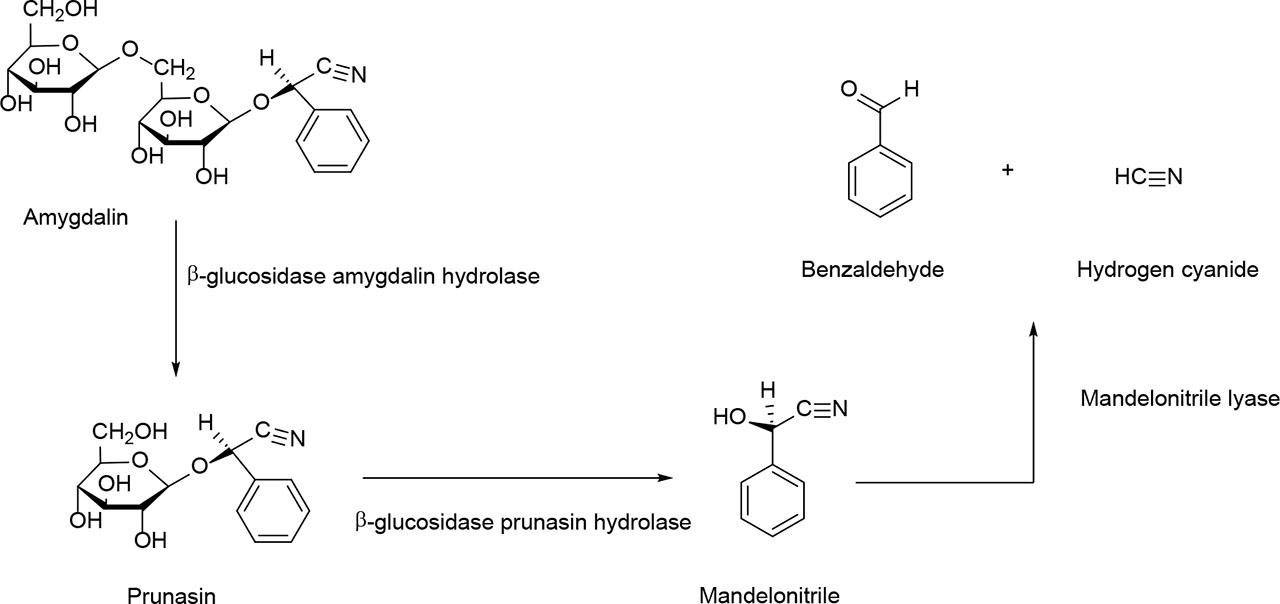 Amygdalin hydrolysis and conversion pathway to benzaldehyde and hydrogen cyanide (Luo et al., 2018).