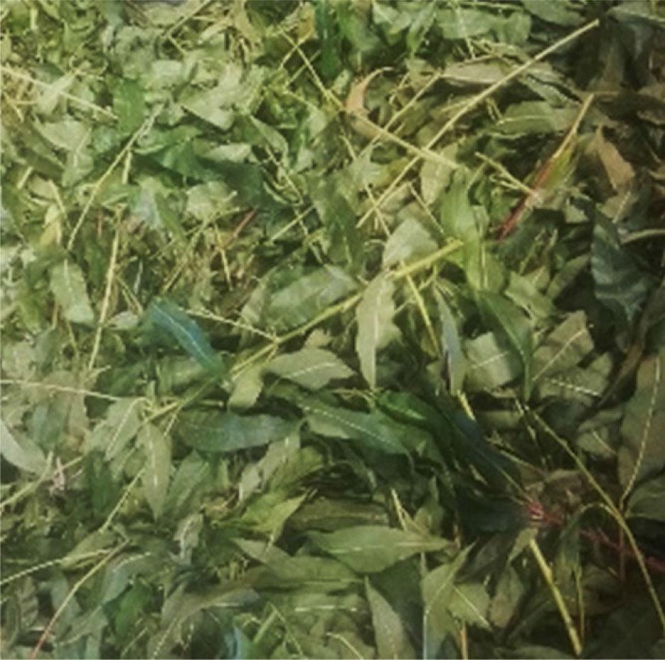 Peach leaves with twigs.