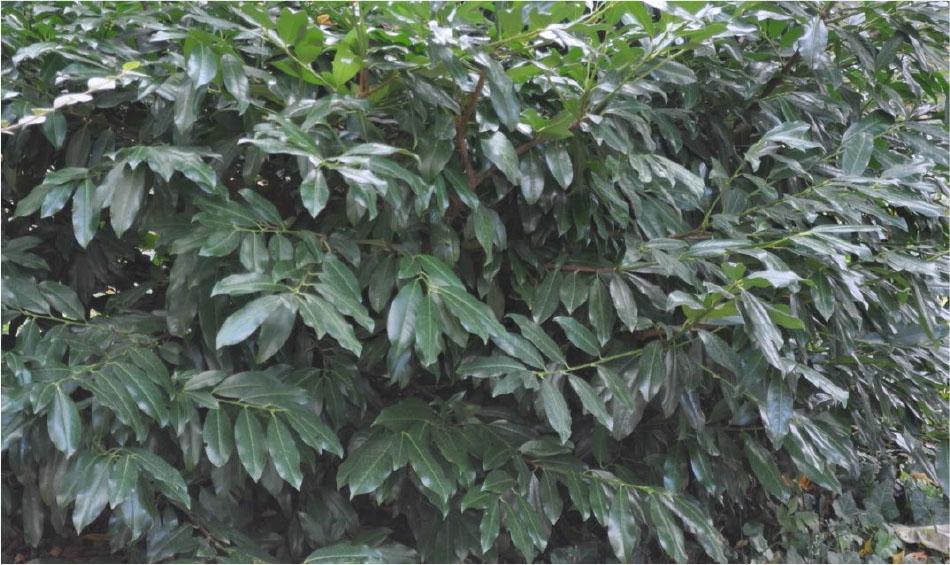 Cherry laurel growing in Piešťany, October 2021.