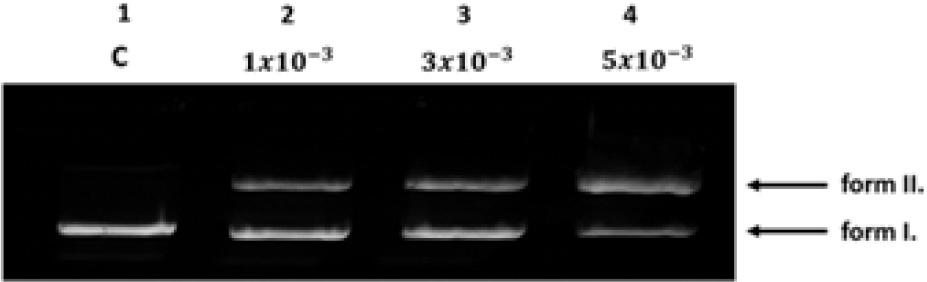 DNA cleavage activity of LL2 complex after 5h/37°C incubationLine 1: C- negative control (pBR 322 in TRIS-HCl, pH 7.5)Line 2-4: LL2 in the concentration of 1×10−3, 3×10−3, 5×10−3 added to pBR 322.