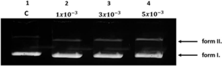DNA cleavage activity of LL3 complex after 5h/37°C incubationLine 1: C- negative control (pBR 322 in TRIS-HCl, pH 7.5)Line 2-4: LL3 in the concentration of 1×10−3, 3×10−3, 5×10−3 added to pBR 322.