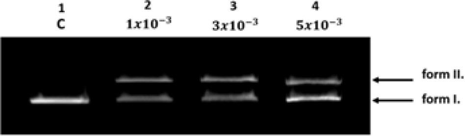 DNA cleavage activity of LL4 complex after 5h/37°C incubationLine 1: C- negative control (pBR 322 in TRIS-HCl, pH 7.5)Line 2-4: LL4 in the concentration of 1×10−3, 3×10−3, 5×10−3 added to pBR 322.