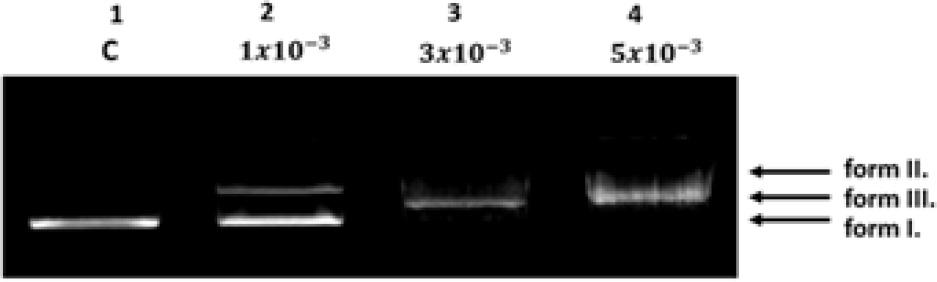 DNA cleavage activity of LL5 complex after 5h/37°C incubationLine 1: C- negative control (pBR 322 in TRIS-HCl, pH 7.5)Line 2-4: LL5 in the concentration of 1×10−3, 3×10−3, 5×10−3 added to pBR 322.