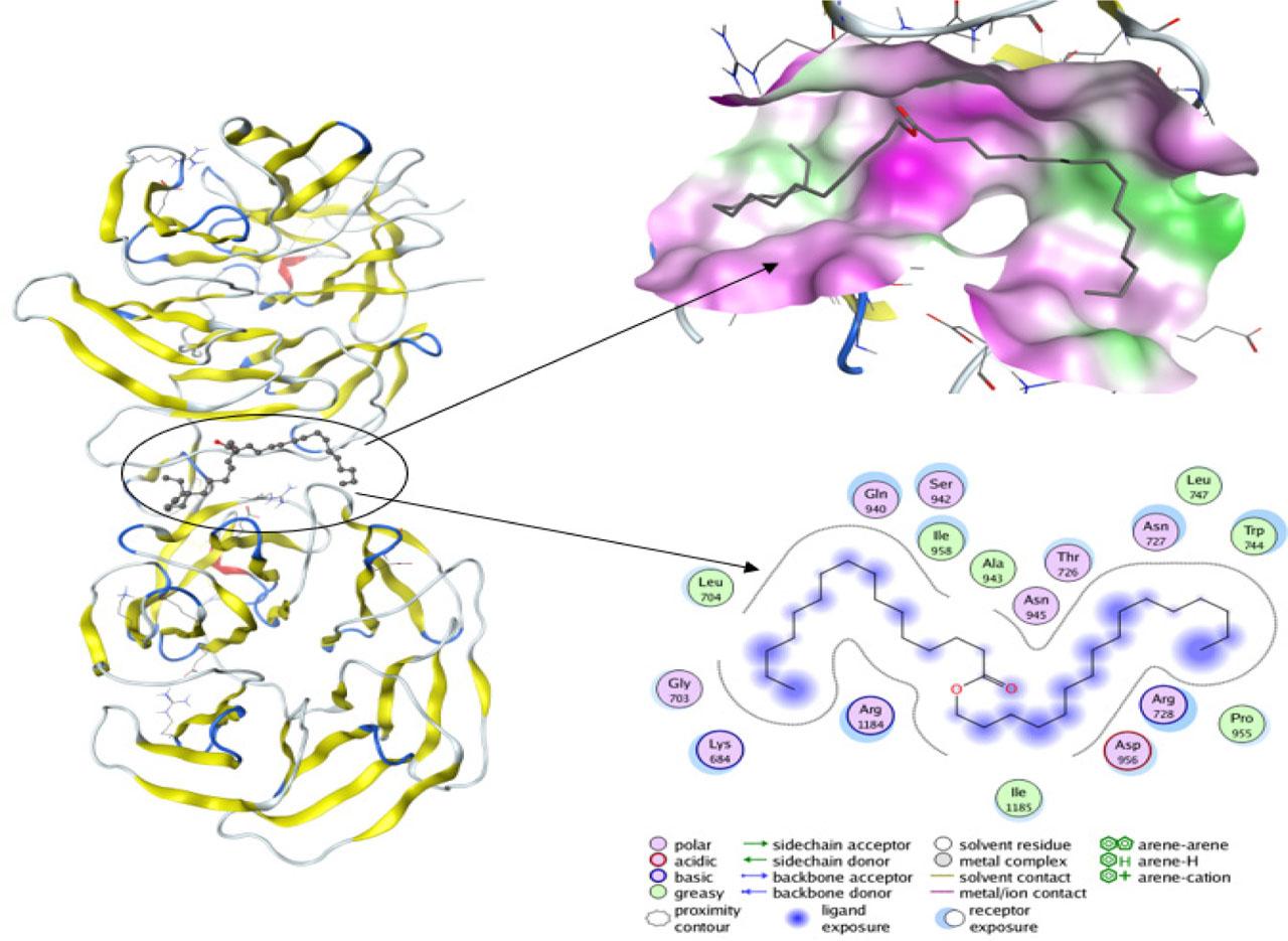 Binding pockets detected in the crystallographic structure of LRP6 protein, which are located between two main b-propeller domains with docked cetyl palmitate.