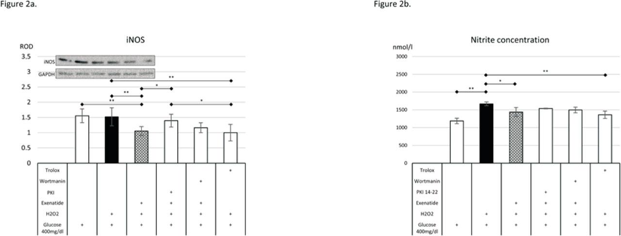 The impact of exenatide on the level of expression of inducible nitric oxide (a), and the concentration of nitrite in culture media (b). Data are expressed as means ± SEM. Asterisks indicate the level of statistical significance: * - p<0.05, ** - p<0.01