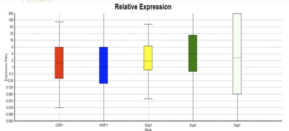 Total result of C. albicans genes expression (CDR1, HWP1, SAP1-3)