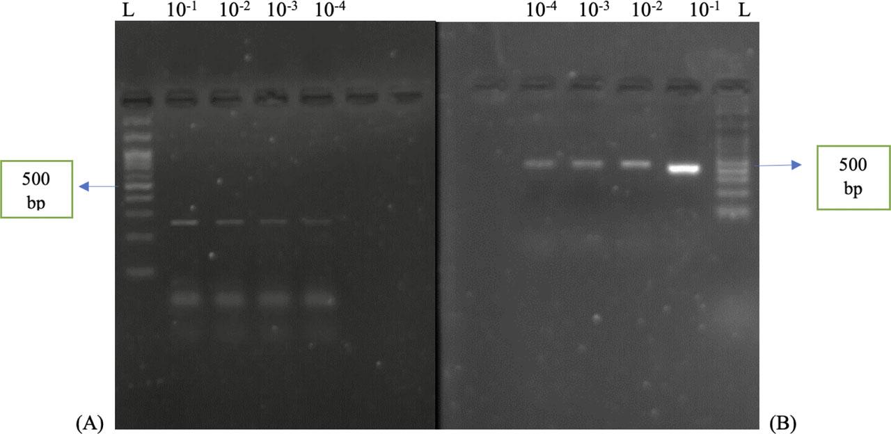 Comparison of the sensitivity between multiplex PCR and monoplex PCR for the 10-fold serial dilutions of positive controls. (A): HSV (292 bp) (B): Enteroviruses (440 bp)