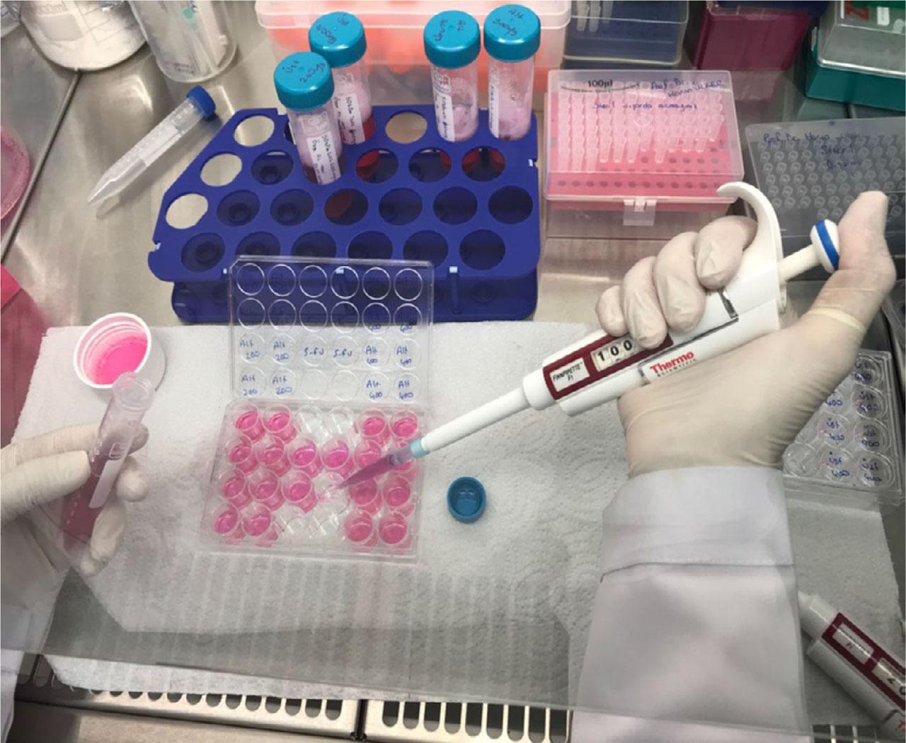 Addition of cells and media to sterile culture dishes under safety cabinet