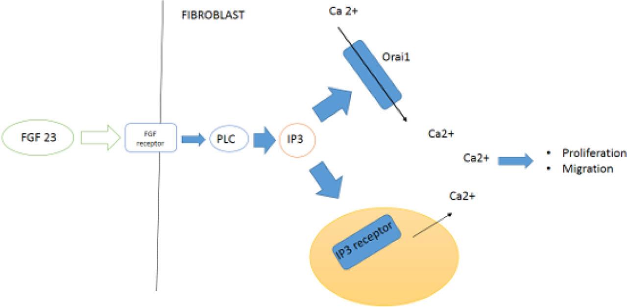 Fibroblast growth factor (FGF)-23 and its effect on cardiac fibroblast activity.FGF receptor 1 (FGFR1), phospholipase C (PLC), inositol 1,4,5-trisphosphate (IP3), calcium channel protein 1 (Orai1), IP3 receptor (IP3R)
