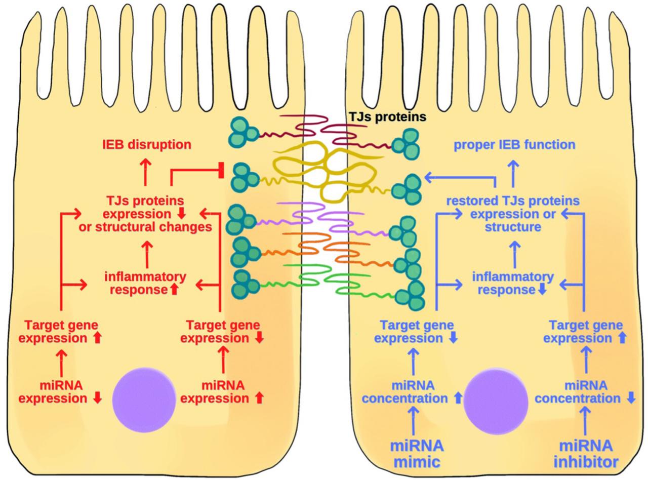 Mechanism of action of miRNA-based drugs in IBD. The left side demonstrates the molecular effect of altered miRNAs’ expression in IBD. The right side shows miRNA-based treatment response. miRNA–microRNA; TJs–tight junctions; IEB–intestinal epithelial barrier