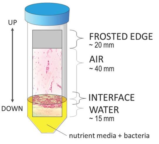 Experimental setup for growing bacterial biofilms on an air/liquid interface