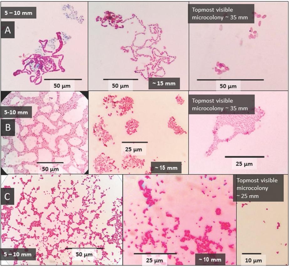 Migration of B. cereus (A), A. junii (B), and S. aureus cells (C) across the air-exposed section of the glass slide imaged after 7 days of incubation. Measures in mm designate the distance crossed up the slide from the air/liquid interface. The “topmost visible microcolony” shows a microcolony or aggregate of cells reaching the farthest away from the interface