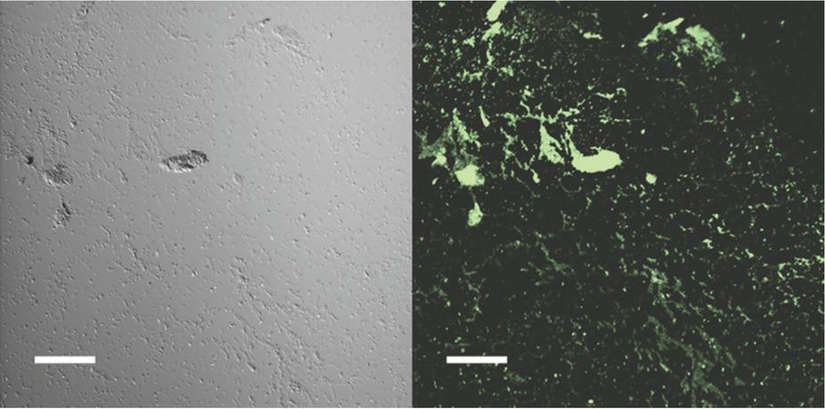 Migration of P. aeruginosa cells across the air-exposed section of the glass slide at 20 mm above the air/liquid interface. Image on the right shows superimposed autofluorescence. Scale bar=50 μm