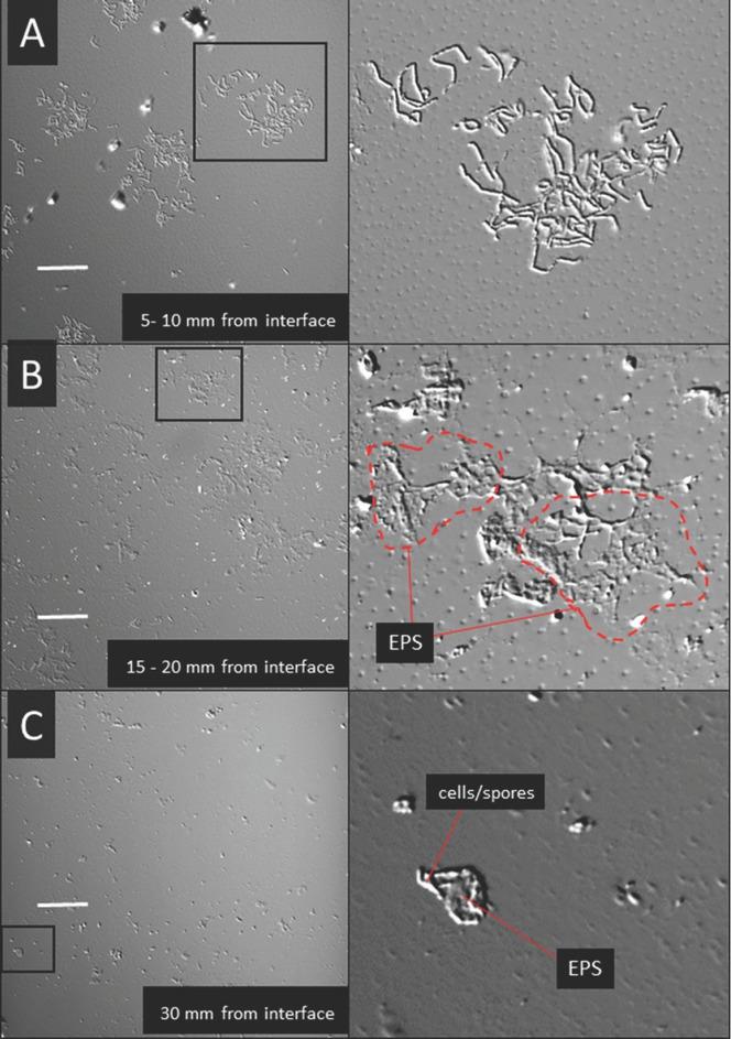 Microcolonies of B. cereus (A and B) and B. thuringiensis (C) on the air-exposed section of the glass slide after 7 days of incubation. Images on the right show magnified cut-outs. EPS – extracellular polymeric substances. Scale bar=25 μm