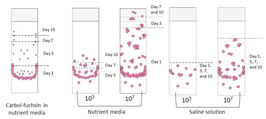 Migration of carbol-fuchsin (left) and A. baumannii cells from nutrient media or saline (right) up the glass slide, recreated from experiments listed in Table 1. Starting bacterial concentrations were either 103 or 107 CFU/mL. The dashed line marks the farthest point reached on the given days of incubation