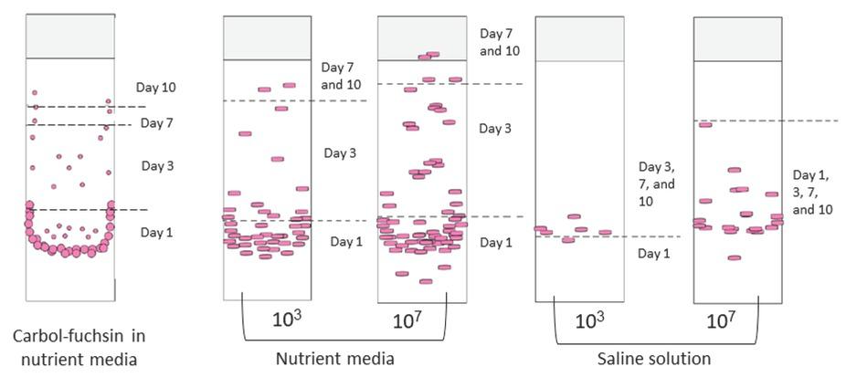 Migration of carbol-fuchsin (left) and B. cereus cells from nutrient media or saline (right) up the glass slide, recreated from experiments listed in Table 1. Starting bacterial concentrations were either 103 or 107 CFU/mL. The dashed line marks the farthest point reached on the given days of incubation