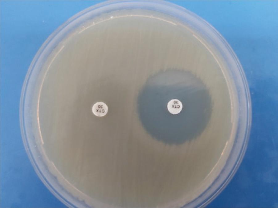 Cephalosporin inactivation method (CIM) with the control E. coli ATCC 25922 strain. Left: cefotaxime disk (10 mg) was placed in a heavy suspension of test strains. Right: cefotaxime disk on the surface of the plate as negative control