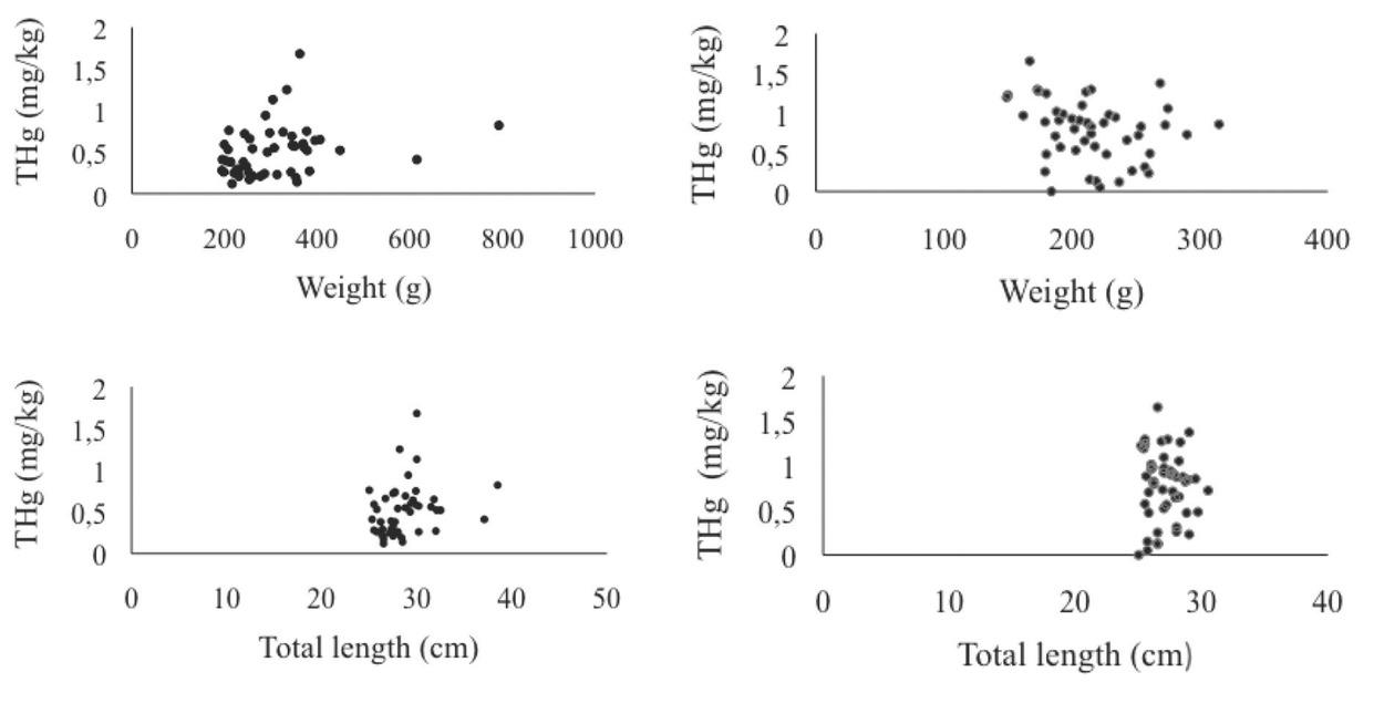 Relationship between mercury concentration and weight and total length of fish caught and consumed in Itaituba. Left columns: Cichla spp. (tucunaré; n=48); right columns: P. squamosissimus (pescada; n=48)